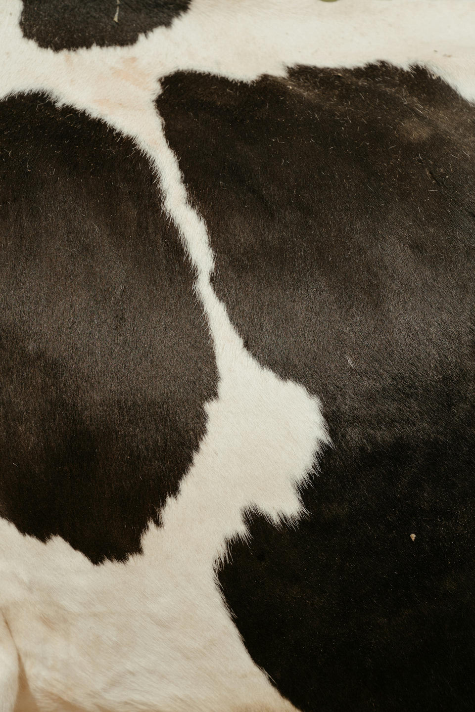 Cowhide Rugs