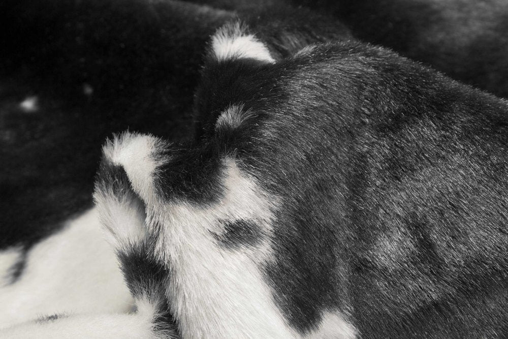 **Cowhide Print Hand Knotted Rug – Brown & White Accent**